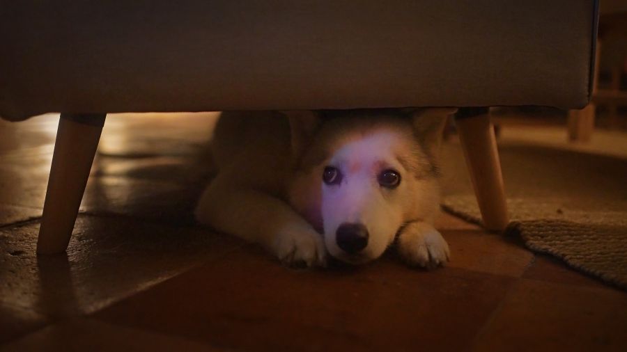 Szilveszter: Ha nem pánikol a kedvencünk, még nem jelenti, hogy nem fél - STYLENEWS -  - chip leolvasás, kutya, kutya chip, kutyusok szilveszterkor, pánik, szilveszter, 