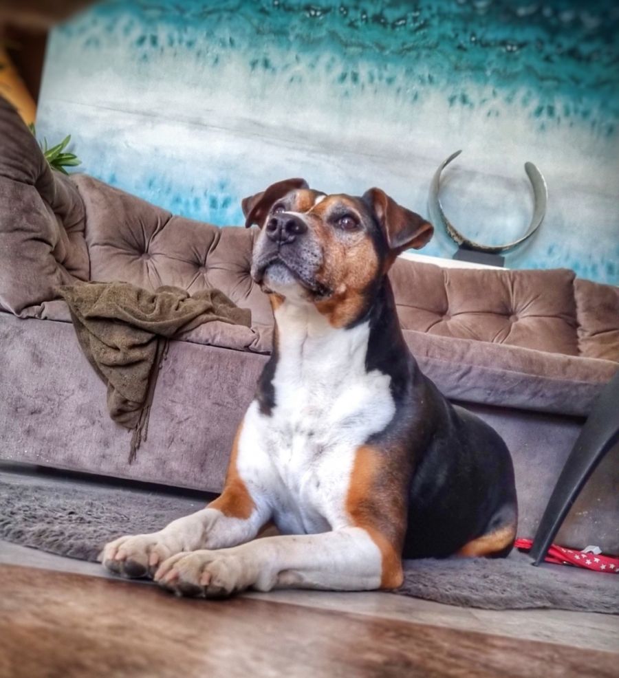 Kutyával Valentin-napon: Top 5 randihelyszín, ahova kedvenced is elkísérhet - STYLENEWS - Aktuális - helyszín, kutya, valentin nap, 