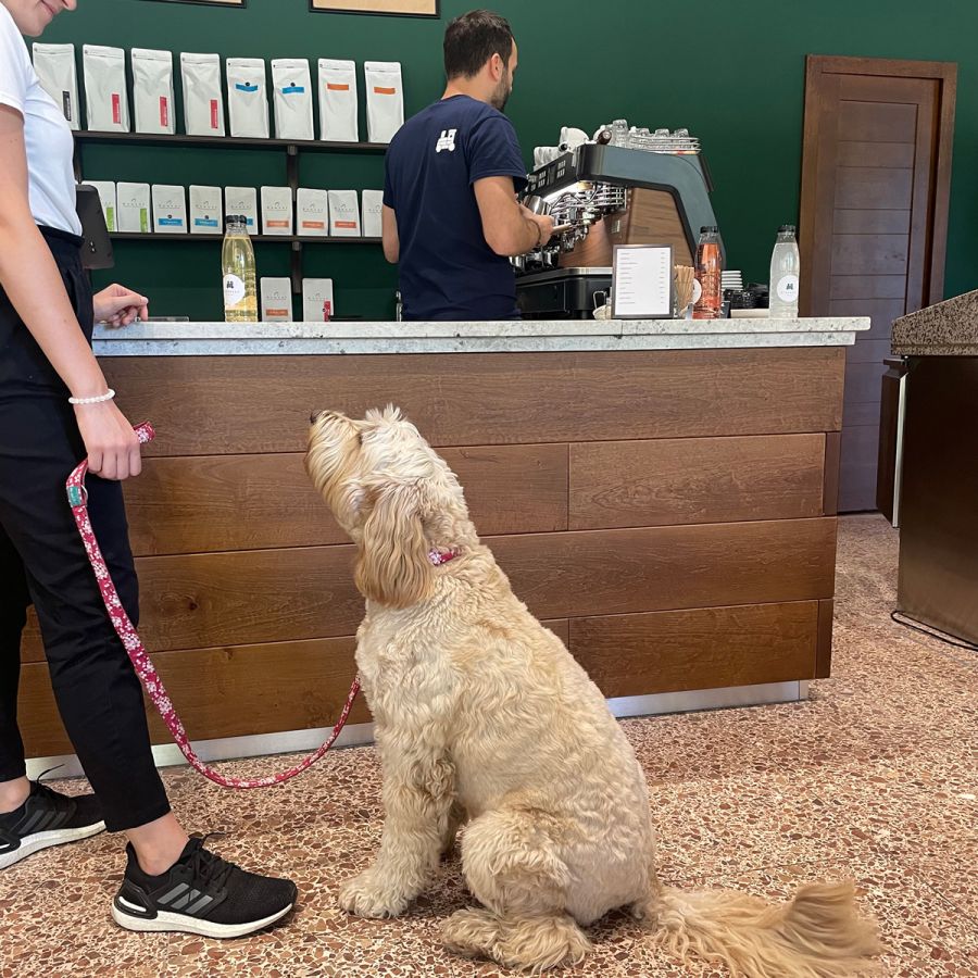 Kutyával Valentin-napon: Top 5 randihelyszín, ahova kedvenced is elkísérhet - STYLENEWS - Aktuális - helyszín, kutya, valentin nap, 