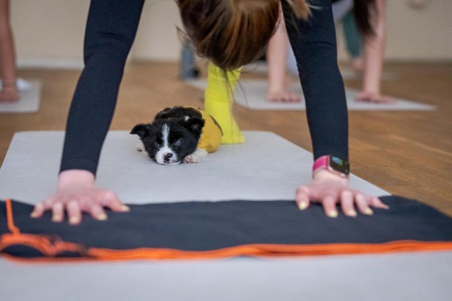 Kutyabarát programokkal hívja fel a felelős állattartásra a figyelmet a Minaro Hotel Tokaj MGallery - STYLELIFE -  - minaro hotel, minaro hotel tokaj, puppy yoga budapest, 