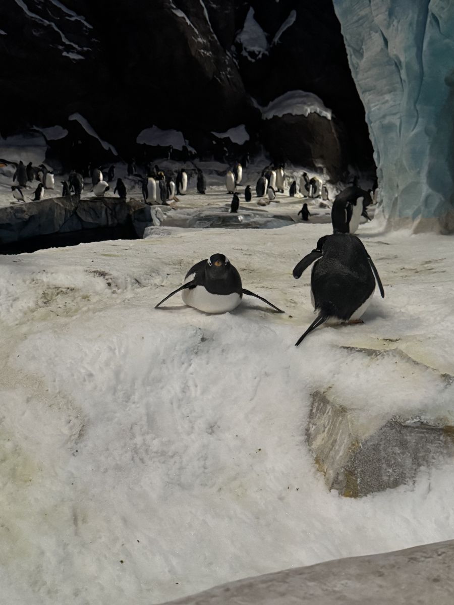 Mindenhol otthon :  A történet ahol én kezdődöm, avagy az első lélegzet idegen földön - KERESD A NŐT  -  - 