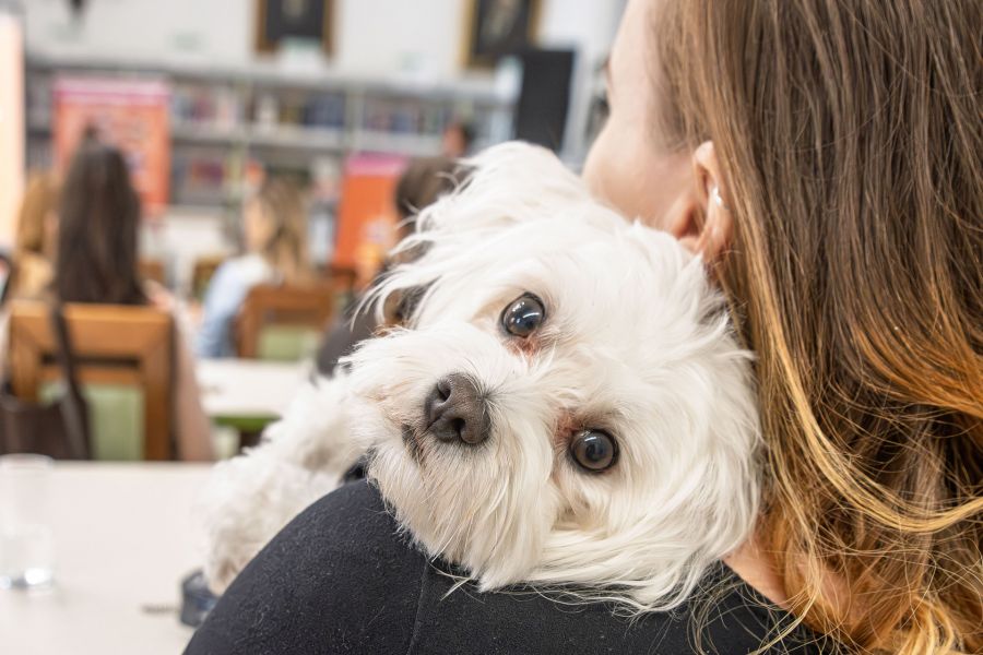 Tudatos gondoskodás négylábú családtagjainkért - STYLENEWS -  - Dr. Dog Vitamin, Vitamin kutyáknak, 