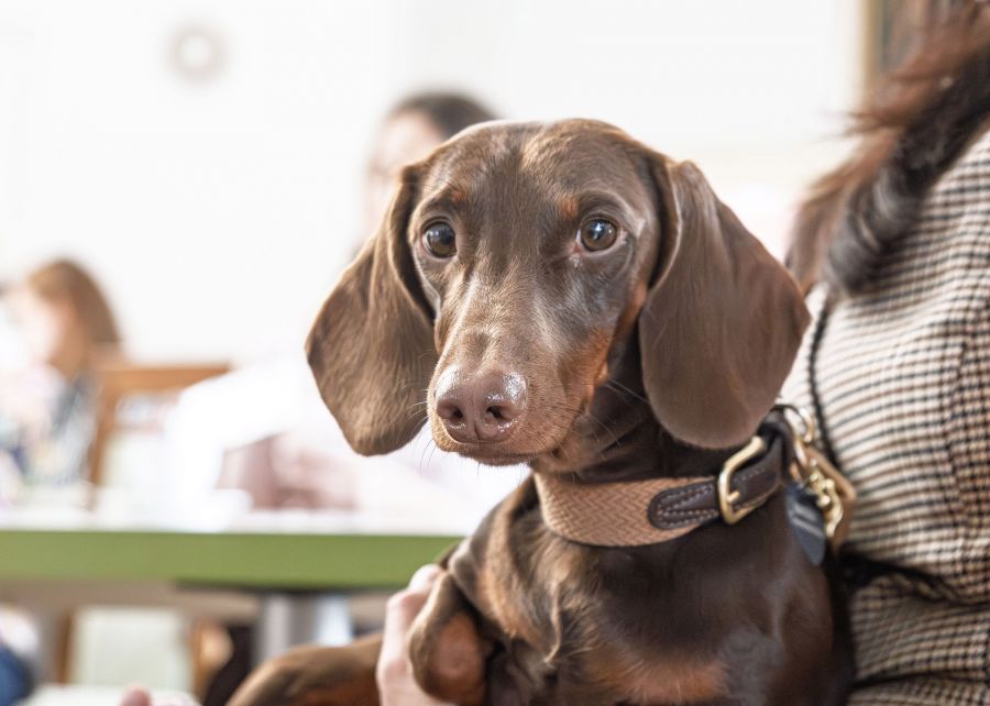 Tudatos gondoskodás négylábú családtagjainkért - STYLENEWS -  - Dr. Dog Vitamin, Vitamin kutyáknak, 