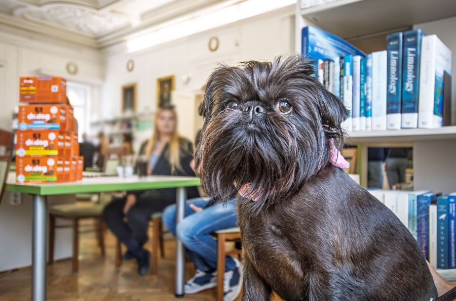 Tudatos gondoskodás négylábú családtagjainkért - STYLENEWS -  - Dr. Dog Vitamin, Vitamin kutyáknak, 