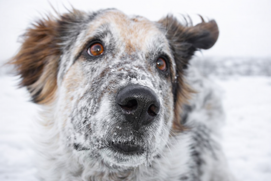 A legnagyobb félreértés a kutyák öregedéséről - STYLELIFE -  - 