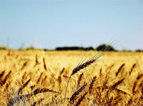 Tönkölybúza, a forrás -  -  - egészség, táplálkozás, tönkölybúza, 