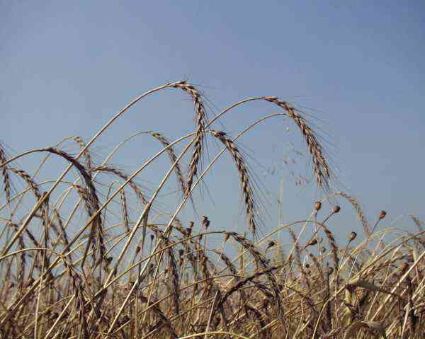 Tönkölybúza, a forrás -  -  - egészség, táplálkozás, tönkölybúza, 