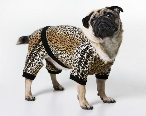 Roberto Cavalli Pets - Fesztelen mindennapok -  - divat, kutyaruha, Roberto Cavalli, 