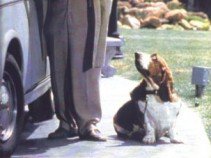 Híres kutyák a filmtörténetben - Fesztelen mindennapok -  - állatok, filmtörténet, kutya, 