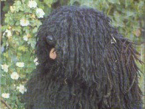 Híres kutyák a filmtörténetben - Fesztelen mindennapok -  - állatok, filmtörténet, kutya, 