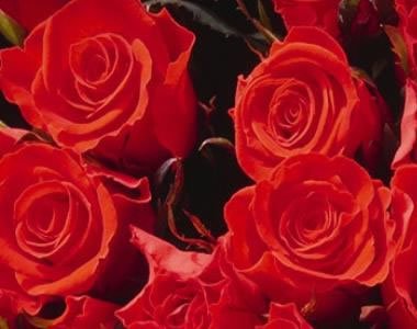 Issey Miyake - Edition Wood - Illatok -  - issey miyake, Issey poru home, parfüm, szépségápolás, 