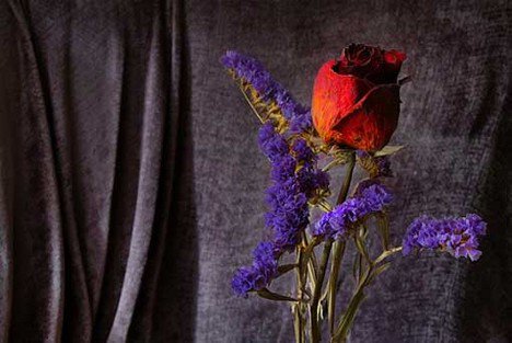 Vágott, vagy száraz virág? - Otthon & Design -  - ágy, asztal, tévé, 