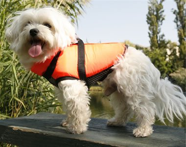 Víz, úszás, hőség - nyári veszélyek kutyáinkra - Fesztelen mindennapok -  - 2010, hőguta, hőség, kutya, nyár, 