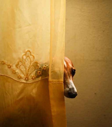 Függöny le, fel. Minden, ami függöny - Otthon & Design -  - 2010, Ágy Asztal TV, függöny, lakberendezés, 