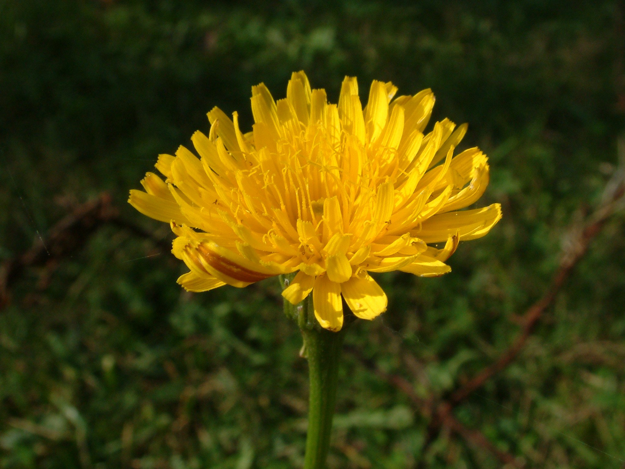 Gyomnövény, mégis gyógynövény. I. rész -  -  - egészség, gyógyászat, gyógynövények, gyomnövények, táplálkozás, 