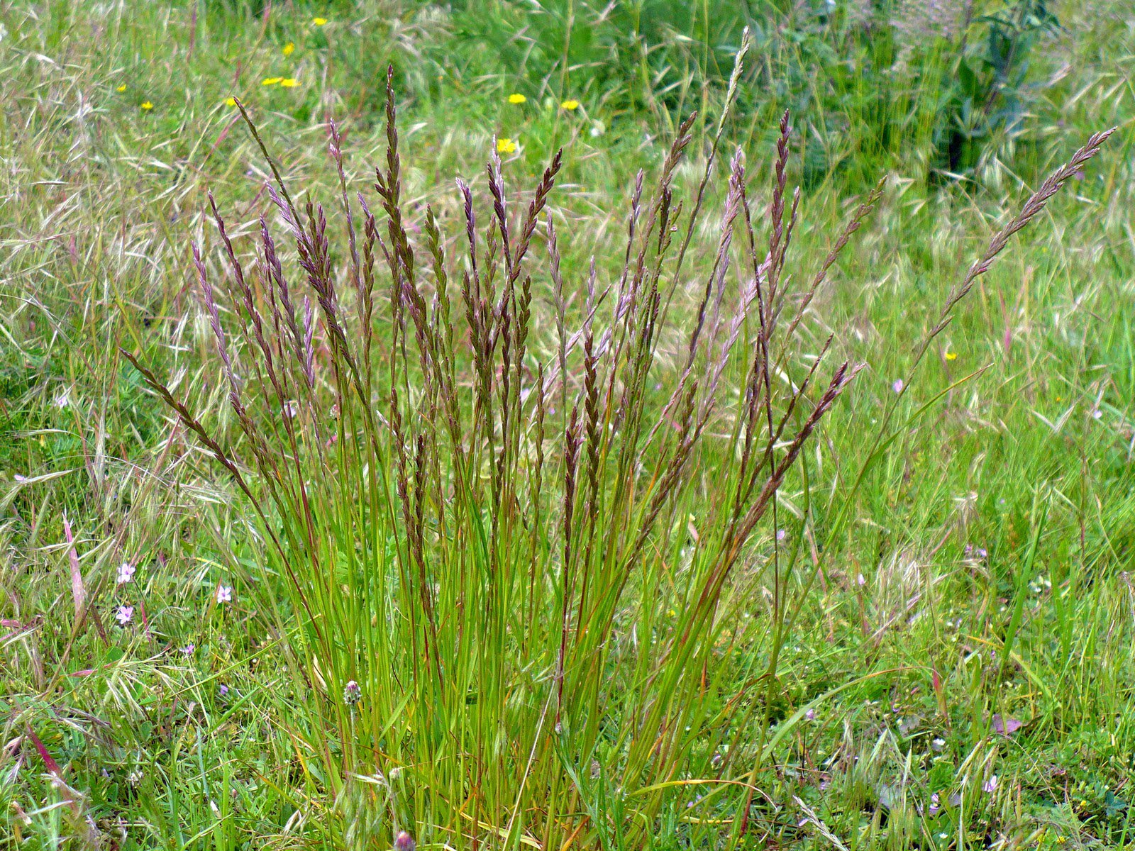 Gyomnövény, mégis gyógynövény. I. rész -  -  - egészség, gyógyászat, gyógynövények, gyomnövények, táplálkozás, 