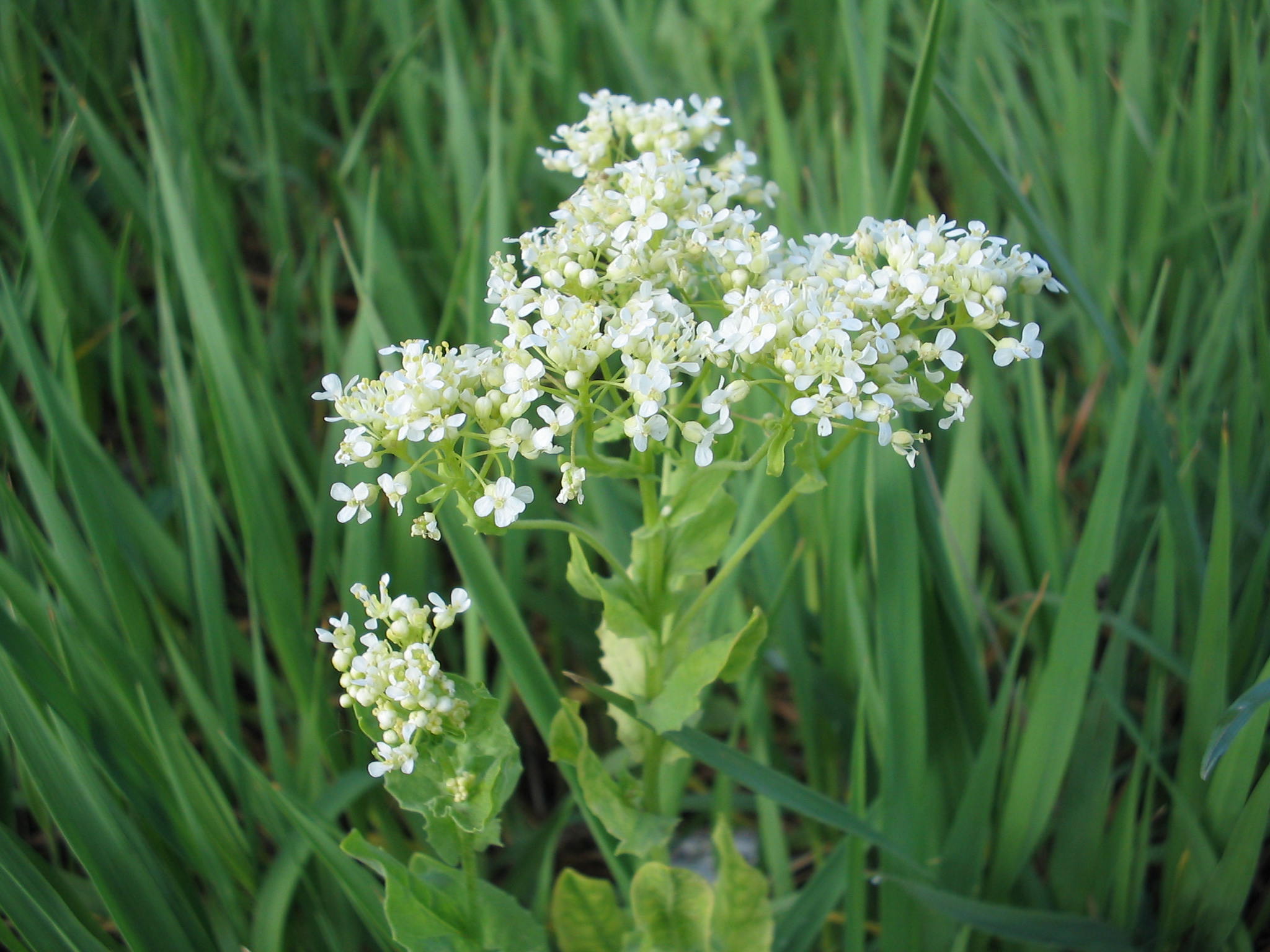 Gyomnövény, mégis gyógynövény. I. rész -  -  - egészség, gyógyászat, gyógynövények, gyomnövények, táplálkozás, 
