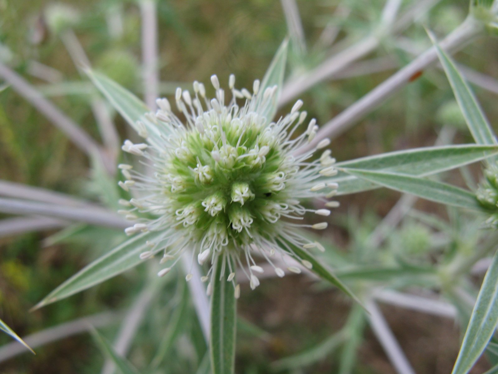 Gyomnövény, mégis gyógynövény. I. rész -  -  - egészség, gyógyászat, gyógynövények, gyomnövények, táplálkozás, 