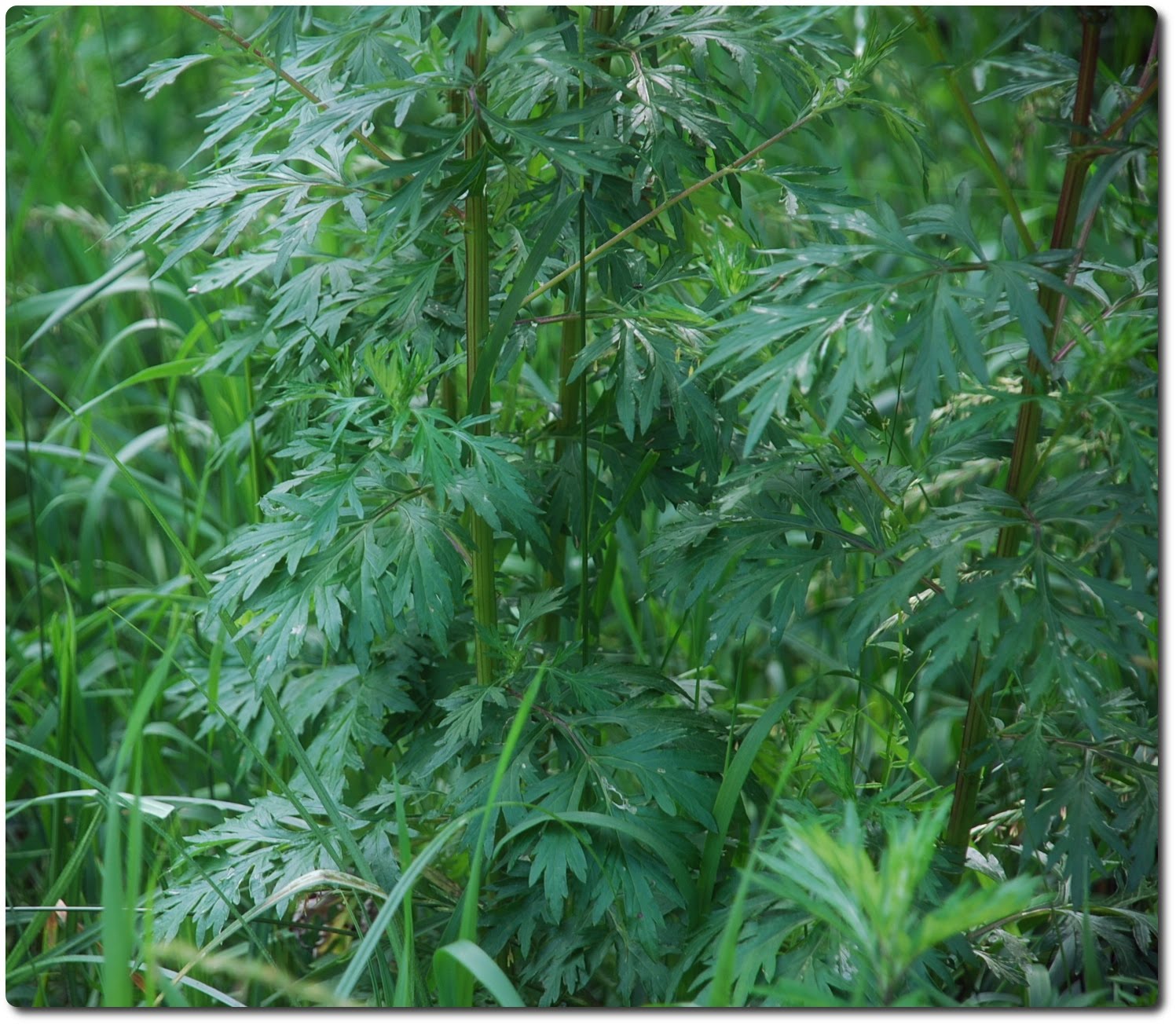 Gyomnövény, mégis gyógynövény. I. rész -  -  - egészség, gyógyászat, gyógynövények, gyomnövények, táplálkozás, 