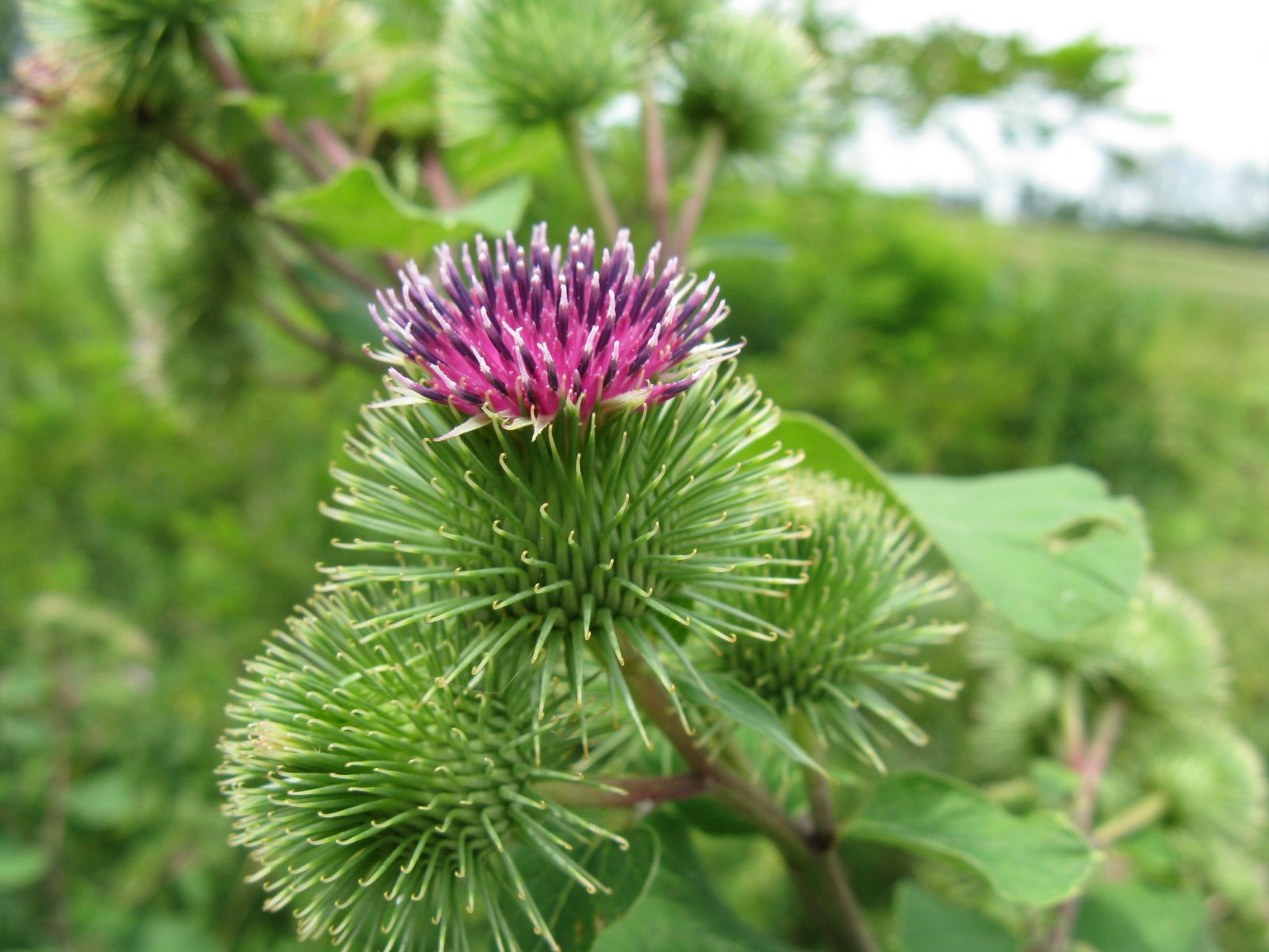 Gyomnövény, mégis gyógynövény. I. rész -  -  - egészség, gyógyászat, gyógynövények, gyomnövények, táplálkozás, 