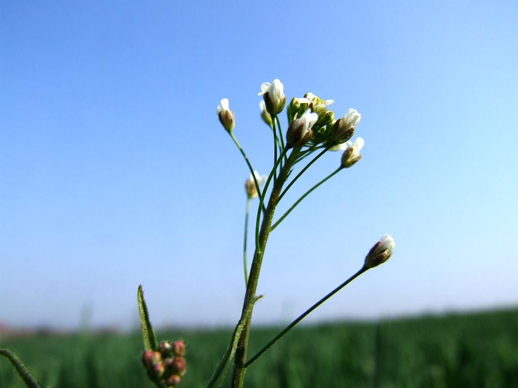 Hasznos gyomnövényeink II. rész. -  -  - 2010, egészség, gyógynövények, gyomnövények, táplálkozás, 