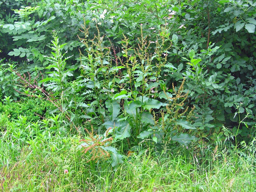 Hasznos gyomnövényeink II. rész. -  -  - 2010, egészség, gyógynövények, gyomnövények, táplálkozás, 