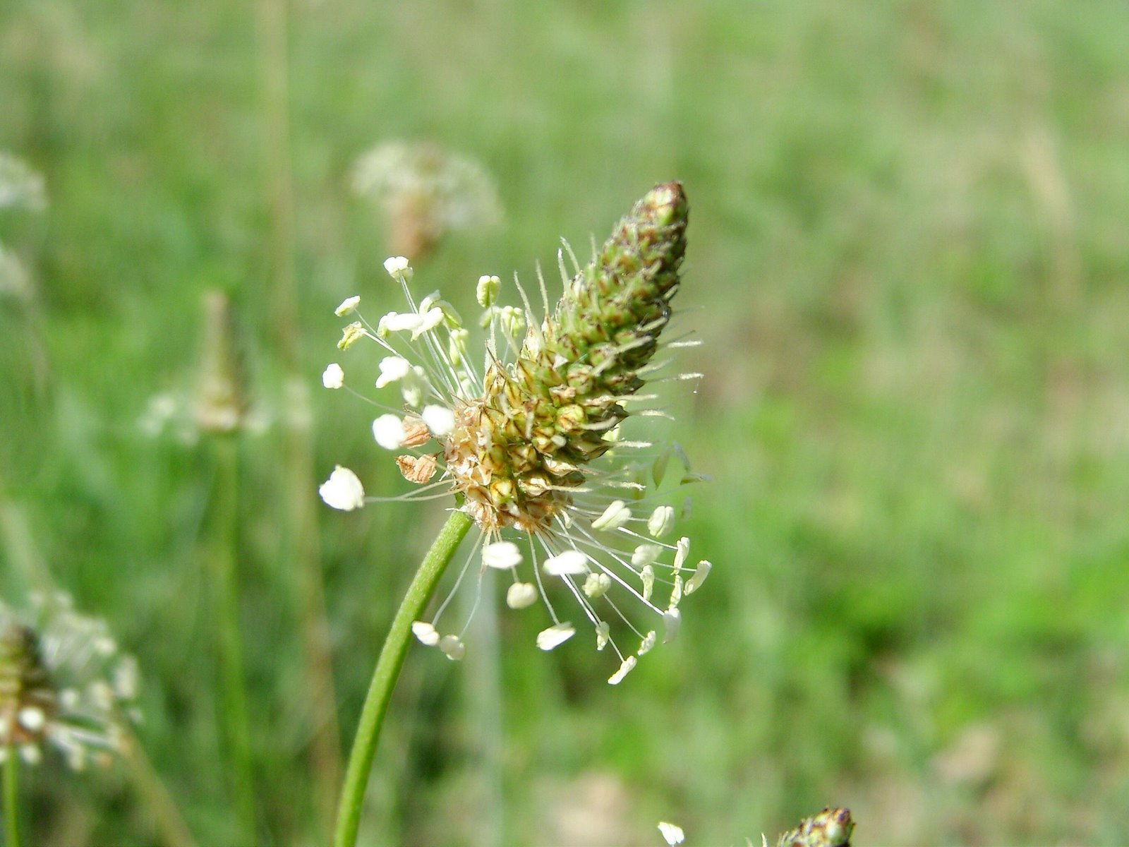 Hasznos gyomnövényeink II. rész. -  -  - 2010, egészség, gyógynövények, gyomnövények, táplálkozás, 