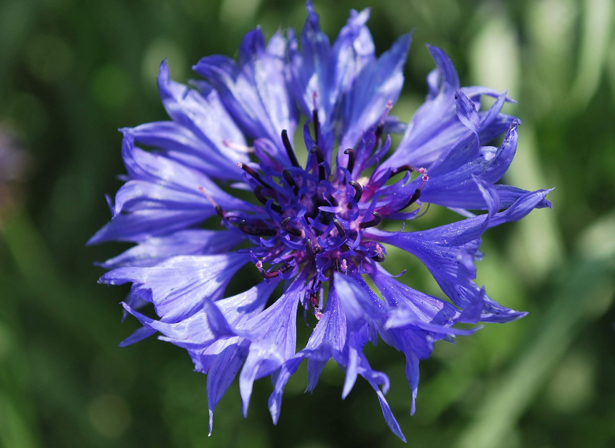 Hasznos gyomnövényeink II. rész. -  -  - 2010, egészség, gyógynövények, gyomnövények, táplálkozás, 