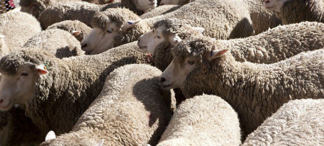 Szálmentén - Gyapjú enciklopédia - Stílusiskola -  - fonál, gyapjú, ruha, 