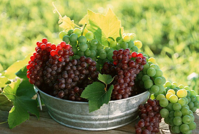 Gyógyító ételek -  -  - ginzeng, gyógynövény, halolaj, kreatin, 