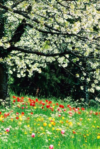 Tavasz -  -  - Bokros László, tavasz, történetek, 