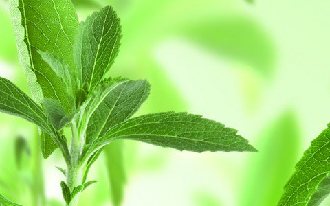 Édes íz  cukor nélkül, természetesen - STYLELIFE - Fesztelen mindennapok - canderel, canderel green, cukor, diéta, édesítőszer, stevia, 