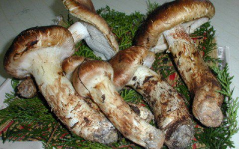 A világ legdrágább ételei - STYLELIFE - Fesztelen mindennapok - drága, étel, exkluzív ételek, gourman, japán, kobe marha, szarvasgomba, 