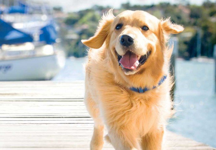 Golden Retriever Party! - STYLELIFE -  - Budapest, Golden Retriever, party, Újpest, 