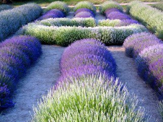 Irány a boszorkánykonyha! -  -  - +++nap%C3%A9g%C3%A9s, ++wellness, +ill%C3%B3olajok, k%C3%A9nyeztet%C3%A9s, 