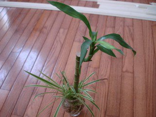 Igénytelen növények a fürdődben - Otthon & Design -  - +++v%C3%ADzip%C3%A1lma, ++feh%C3%A9rsz%C3%A9l%C5%B1+s%C3%A1rk%C3%A1nyfa, +lakberendez%C3%A9s, szoban%C3%B6v%C3%A9nyek, 