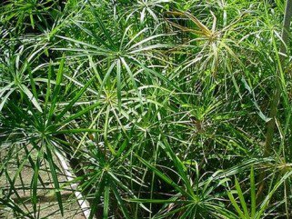 Igénytelen növények a fürdődben - Otthon & Design -  - +++v%C3%ADzip%C3%A1lma, ++feh%C3%A9rsz%C3%A9l%C5%B1+s%C3%A1rk%C3%A1nyfa, +lakberendez%C3%A9s, szoban%C3%B6v%C3%A9nyek, 