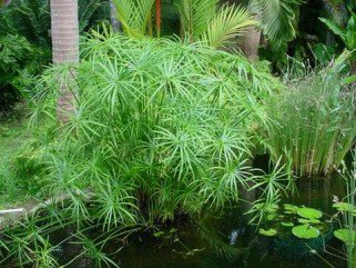 Igénytelen növények a fürdődben - Otthon & Design -  - +++v%C3%ADzip%C3%A1lma, ++feh%C3%A9rsz%C3%A9l%C5%B1+s%C3%A1rk%C3%A1nyfa, +lakberendez%C3%A9s, szoban%C3%B6v%C3%A9nyek, 