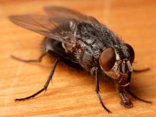 Vigyázz, csíp! -  -  - ++++sz%C3%BAnyog, +++rovarcs%C3%ADp%C3%A9s, ++dar%C3%A1zs, +l%C3%A9gy, allergia, 