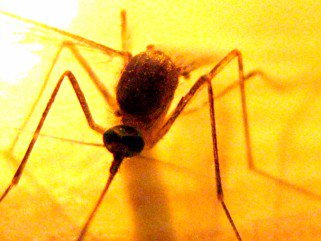 Vigyázz, csíp! -  -  - ++++sz%C3%BAnyog, +++rovarcs%C3%ADp%C3%A9s, ++dar%C3%A1zs, +l%C3%A9gy, allergia, 