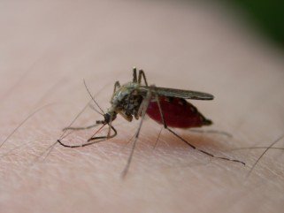 Vigyázz, csíp! -  -  - ++++sz%C3%BAnyog, +++rovarcs%C3%ADp%C3%A9s, ++dar%C3%A1zs, +l%C3%A9gy, allergia, 