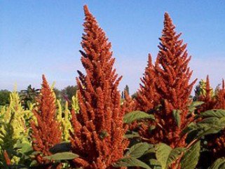 Gabona, ami nem hízlal - KERESD A NŐT  -  - 