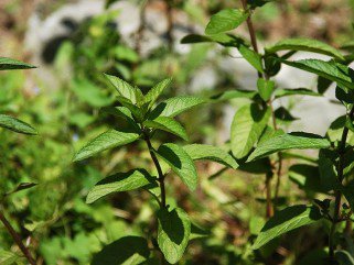 Mit kezdjek vele? A borsmenta - Fesztelen mindennapok -  - ++konyhan%C3%B6v%C3%A9ny, +borsmenta, +f%C5%91z%C3%A9s, Mit+kezdjek+vele%3F, 