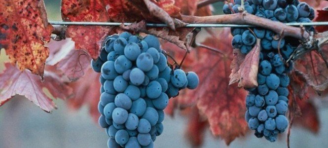 Az ősz legnagyobb bulija - Fesztelen mindennapok -  - +++++++Szeksz%C3%A1rd, +++++++Szigliget, ++++++sz%C5%91l%C5%91, +++++sz%C3%BCret, ++++bort%C3%BAra, +++Baja, ++fesztiv%C3%A1l, +Gy%C3%B6ngy%C3%B6s, Pannonhalma, 