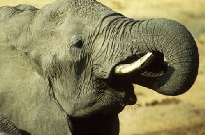 Az állatok időben elvonultak a szökőár elől - STYLELIFE -  - 