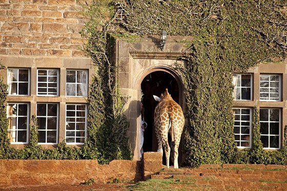 Zsiráfok a szállodában - STYLENEWS - STYLELIFE - giraffe, kenya, különleges szálloda, zsiráf, 