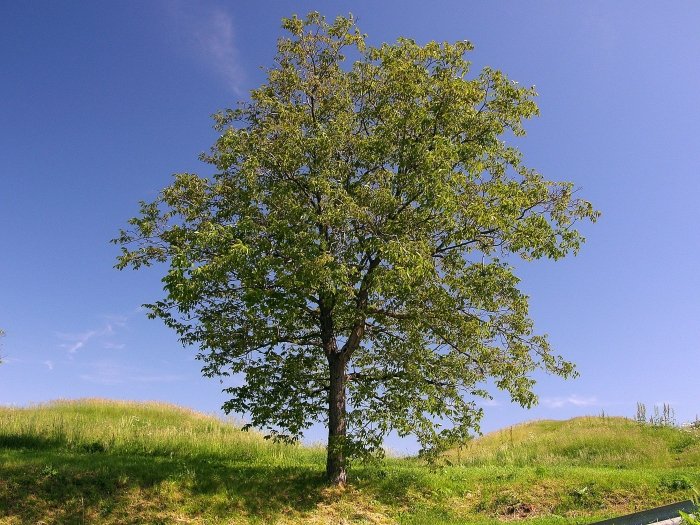 Fogadj be egy diófát! - SZÉPSÉG - Hajápolás  - dió, szépségápolás, 