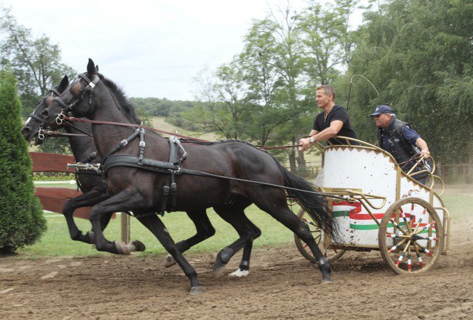 Keresztes Ildikó megtalálta új szerelmét - Fesztelen mindennapok -  - fogatvágta, Keresztes Ildikó, nemzeti vágta, 