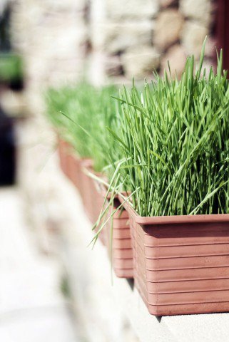 Karcsúsodj Valentin-napra! - Lélekhangok -  - body art, fogyókúra, homeopátia, léböjt, smink, 