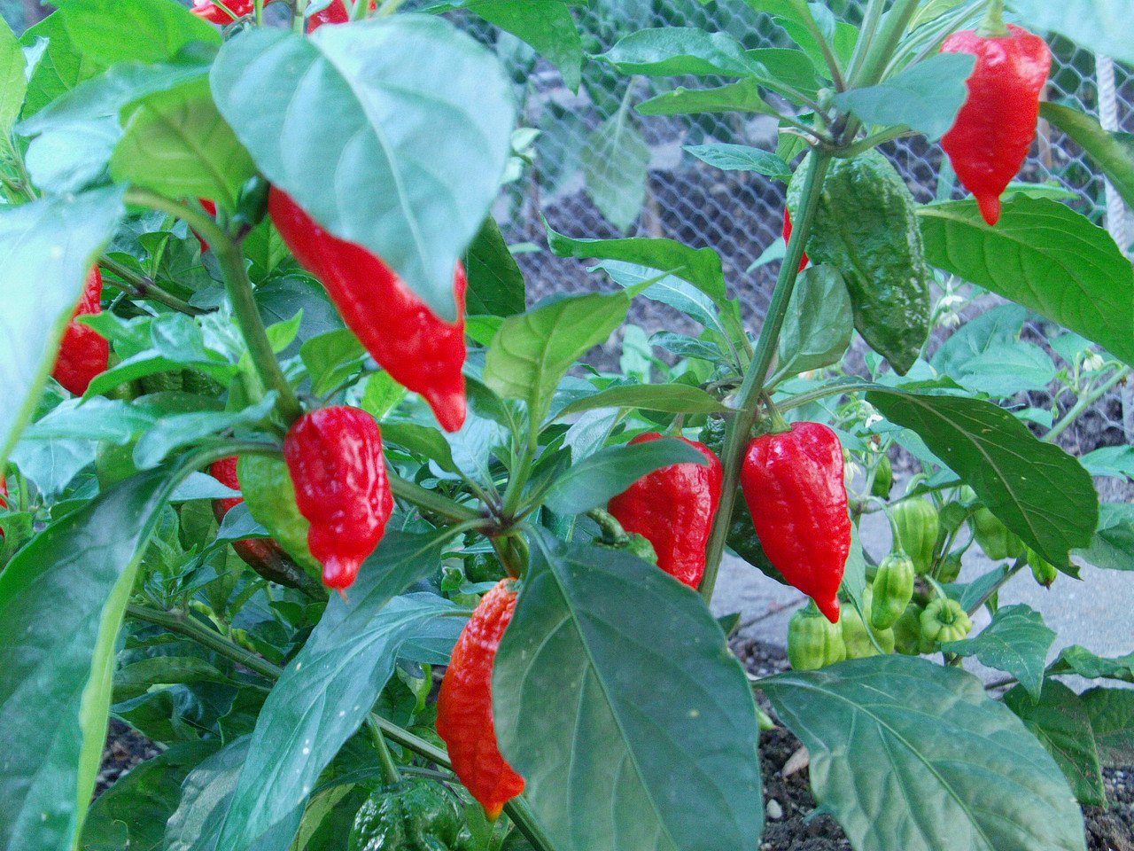 Top hatású étkek - STYLELIFE - Gasztronómia - bazsalikom, chili, élesztő, görögdinnye, mandula, méz, szójaszósz, 